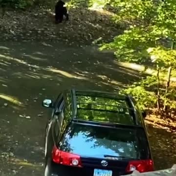 Bear clubs climb into car's open window