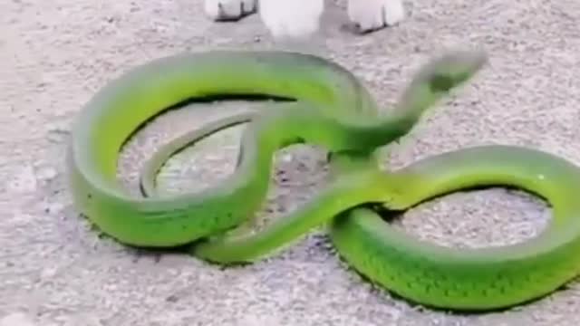 Videos of animals fighting With Snake 🐶Cats and 😻Dogs - Cool Funny Pet Animals Videos 😇