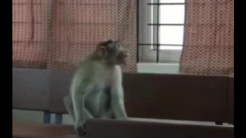 Monkey entert into the classroom part 2