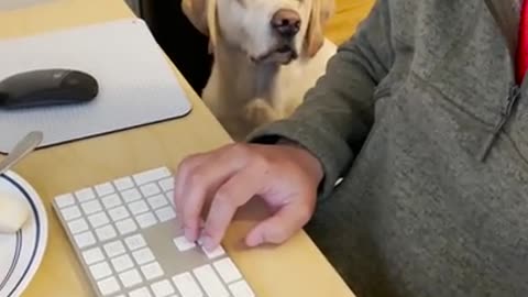 French Dog ask for food in a cutest Way😍😘