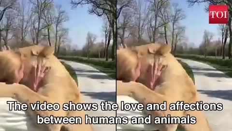 Watch_ Lion duo reaction when reunited with their former caretaker.mp4