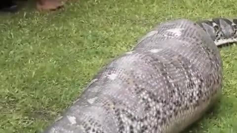 Oh my God !! large snake let's see what happened 06