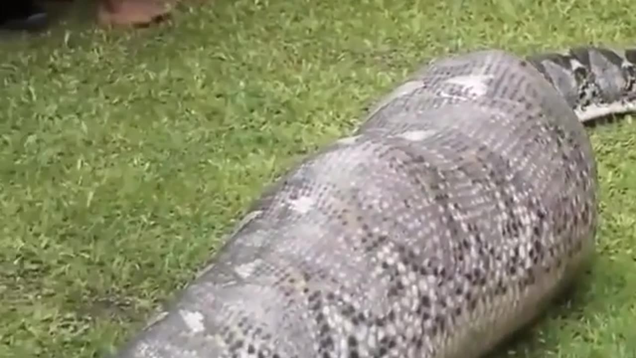Oh my God !! large snake let's see what happened 06