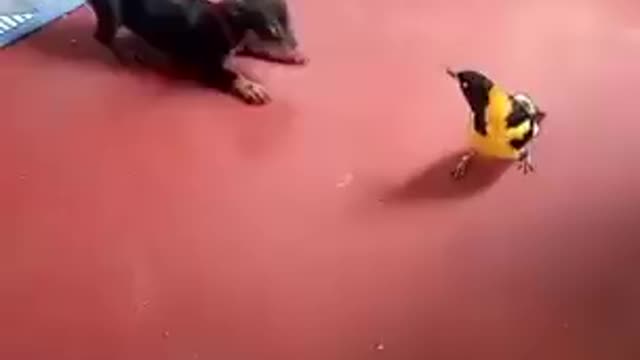 Dog and bird funny video