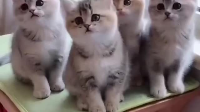 Such a lovely cat, I like cats very much, let me show you the gentle little cat