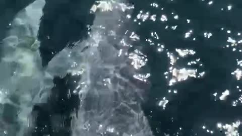 there are dolphins in the sea