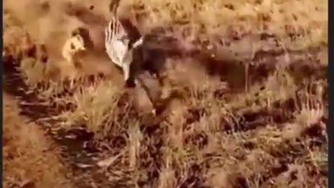 Nature is awesome & brutal