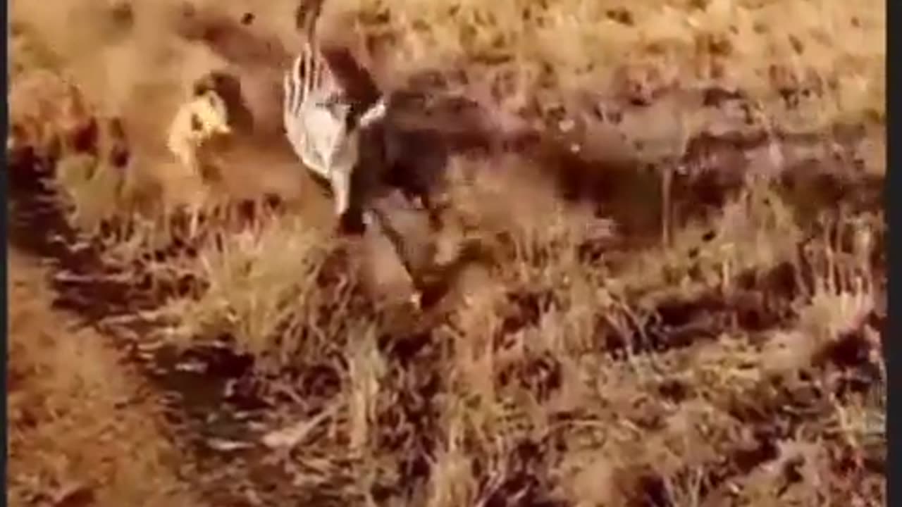 Nature is awesome & brutal