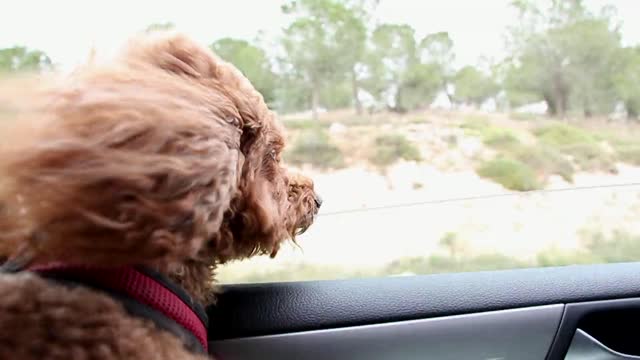 Dog poodle in car