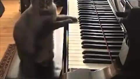 Funny Animal Video: Mr Piano cat