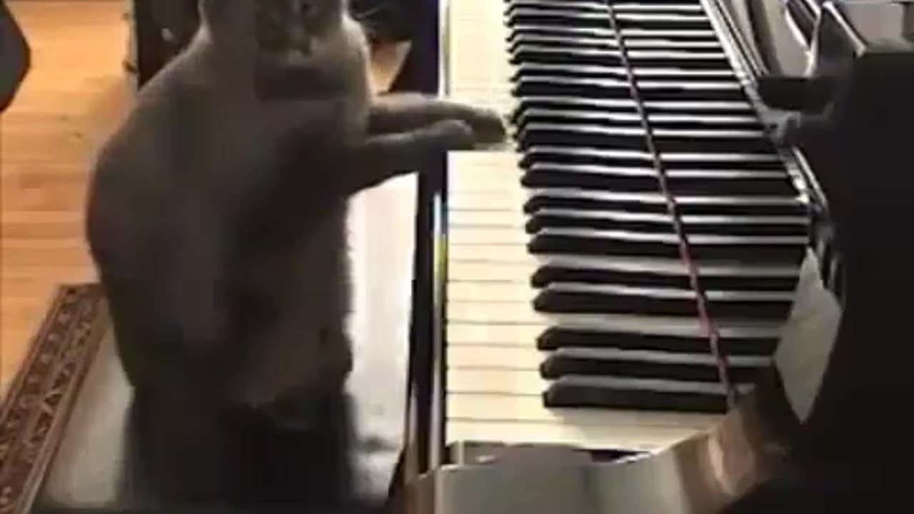 Funny Animal Video: Mr Piano cat