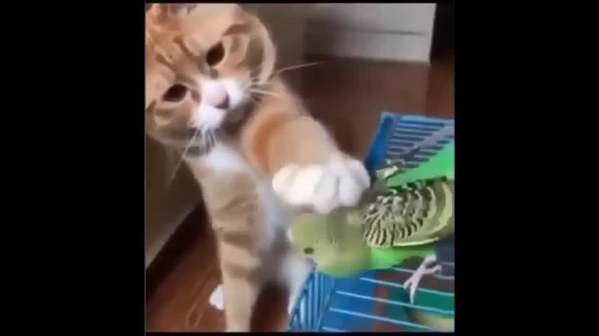 cat and parrot love story amazing lovely video clip