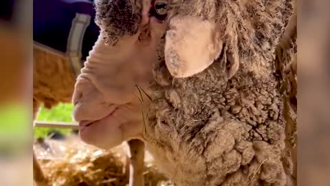 Sheep Covered In 90-Pounds Of Wool Gets Life-Saving Makeover