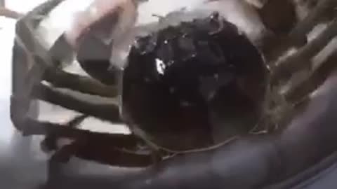 Crab shelling process