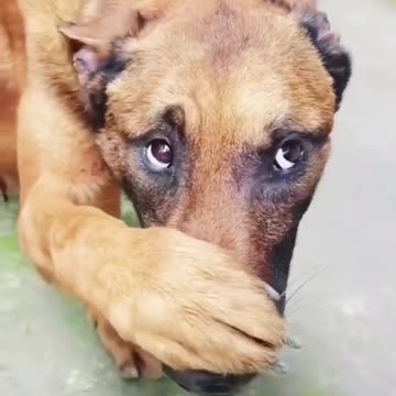 Cute dog 🐕 Funny video|Dog 🐕 Amazing Video|Dog Training