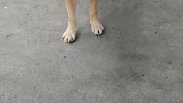 Labrador impaciente por jugar