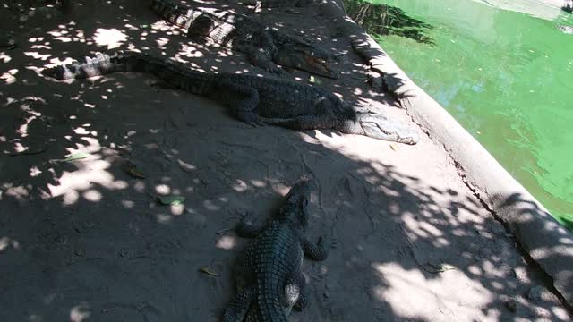 crocoliles on vacation close