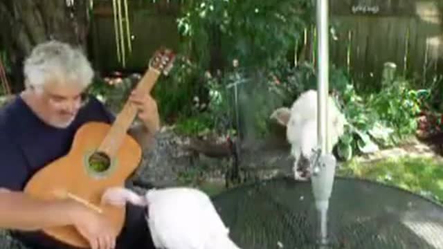 Uncle Thomas's Turkeys Play Guitar