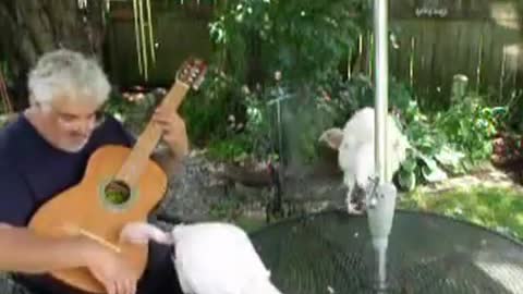 Uncle Thomas's Turkeys Play Guitar