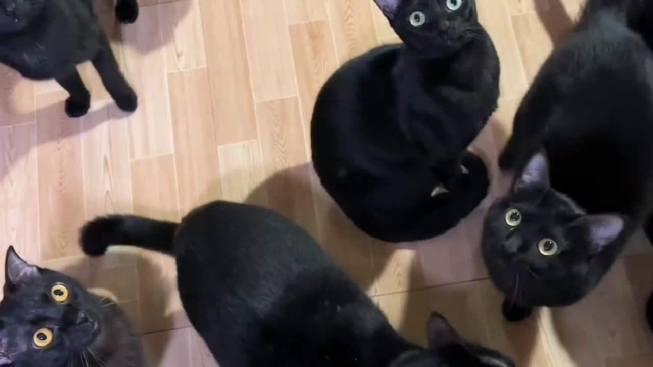 Black 🖤 cats 😻