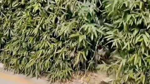 Funny Video