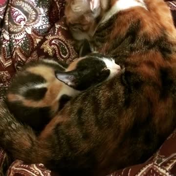 Little Kitten Sleeping With Momy