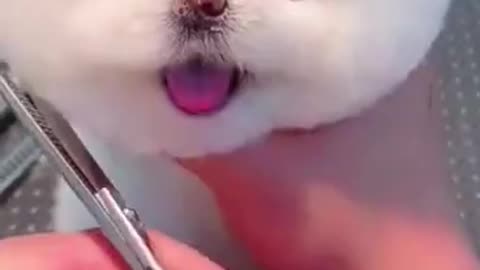 Funny Animals 🤣 Dog at a Barber 🐶, Try Not To LAUGH!!! #Shorts