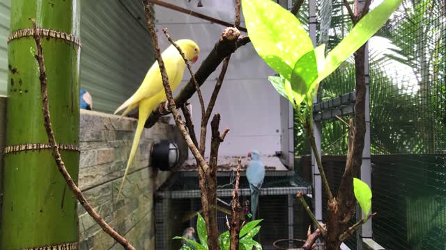 My parakeet playing in his aviary