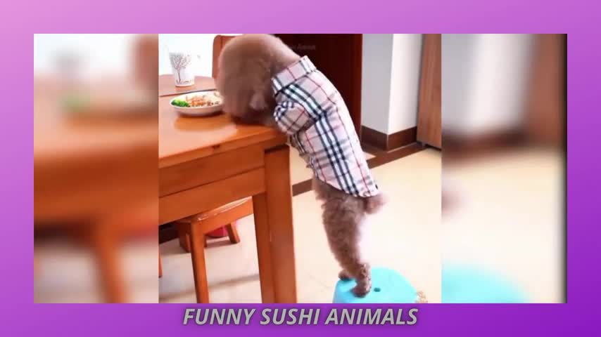 Cute Baby Dogs and Funny Dog Doing Stuffs