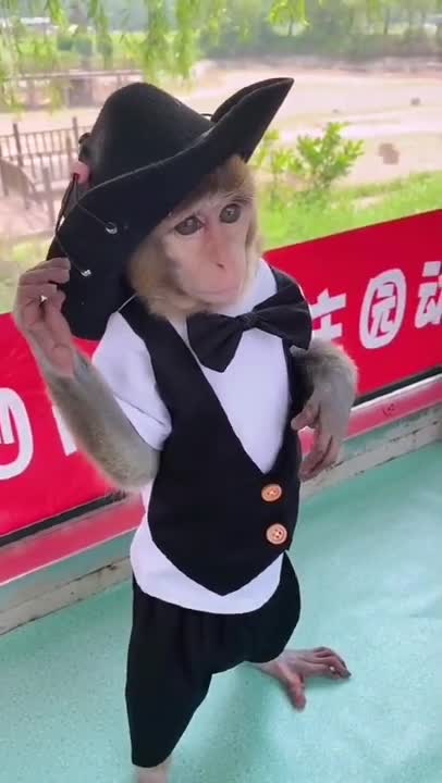 Monkey lifestyle living at home #short #animal #funny