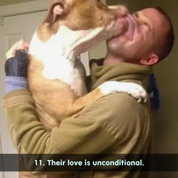 This Is Why Everyone Should Have A Dog