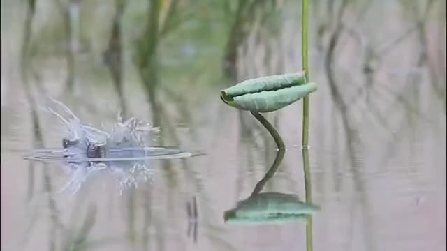 This is not like a dragonfly water, a head down and quickly up