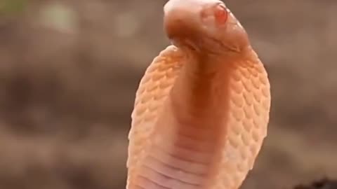 Wildlife in closer view with a natural perspective.