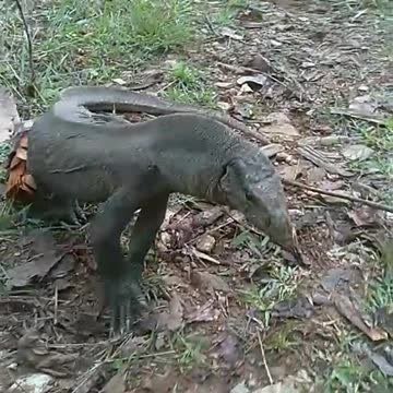 Animal similar to Dianosor