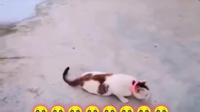 The cat and the lying dog