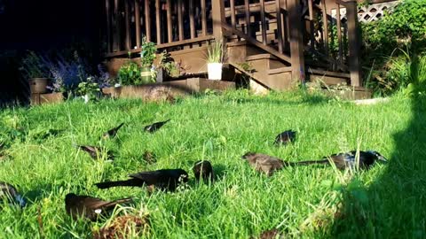 Video Slide Show Birds Animals Ground HoG Relaxing Wild Life Outside Nature Natural 04-21-2020 (3)
