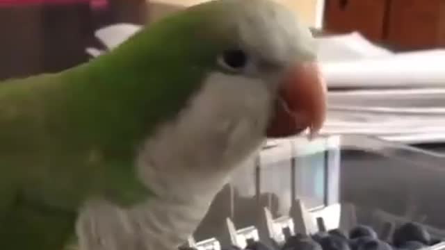 Nervous parrot|Нервный попугай😂