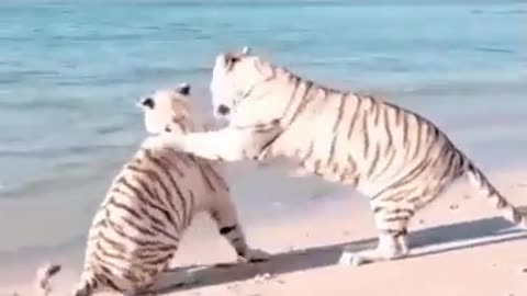 Two Tiger Reaction