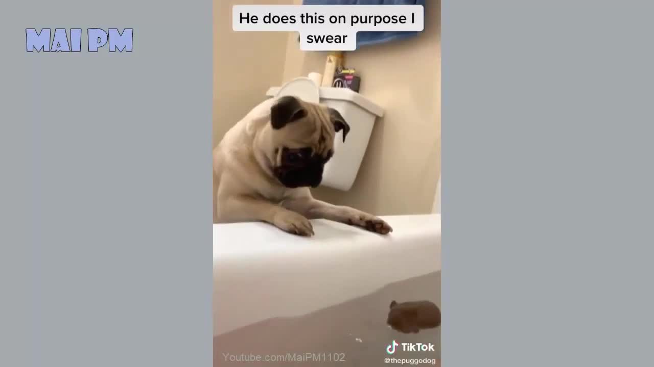 Funny Dogs Videos 2020 ๐๐ถ๐ถit's time to laugh with dogs life