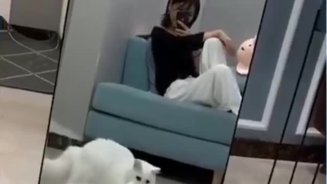 Funny cats scared of mirrors