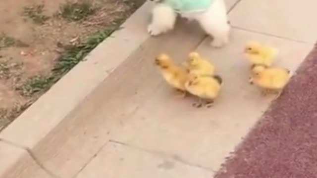 All hail king of ducklings