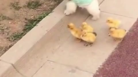 All hail king of ducklings