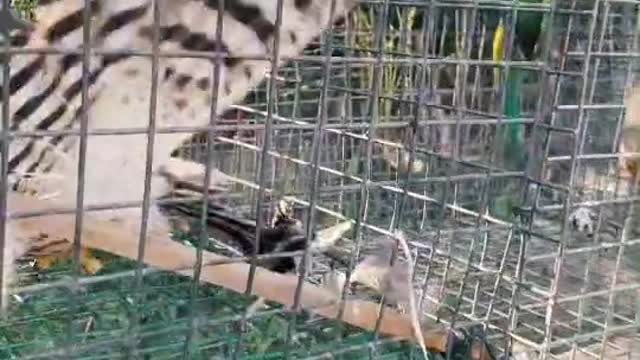 Eagle trying to prey parrots
