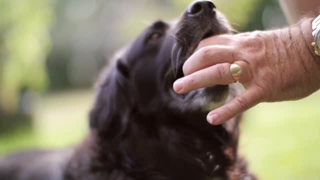 A ball in the jaw of a dog