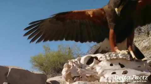 When Hawk Attacks on Wild Animals