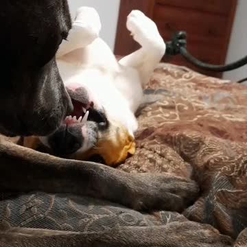 Upside down With Tucker Carlson 🐕 and Claire Bear 🐻