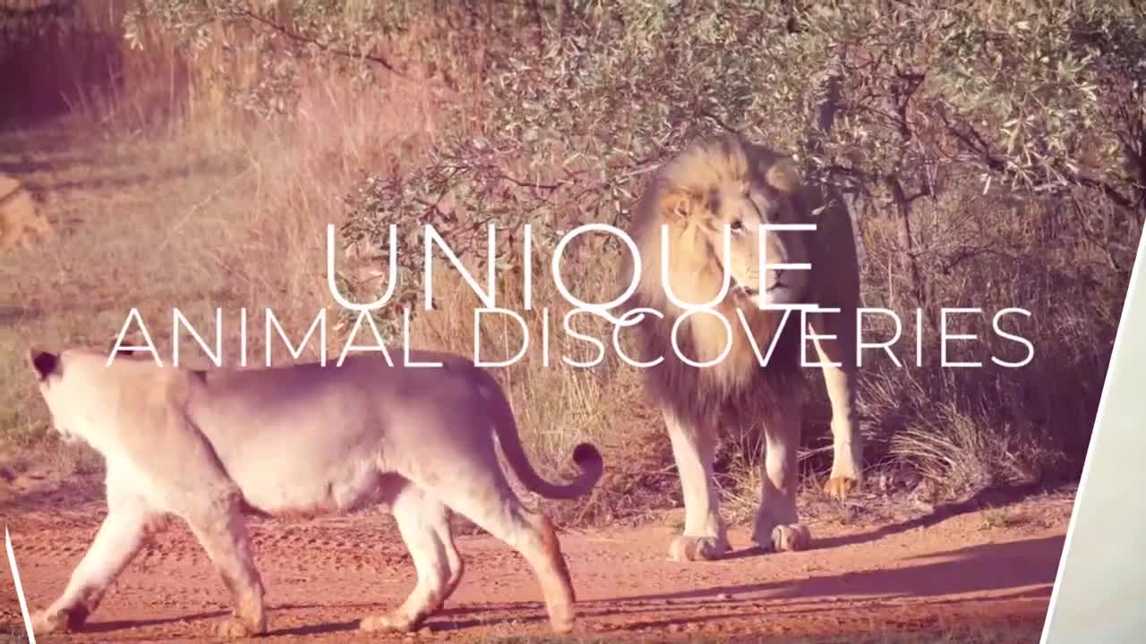 UNBELIEVABLE! Animals You Don't Know Actually Exist | UNIQUE ANIMAL DISCOVERIES