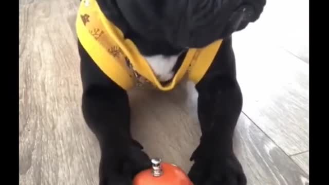 Cute Pug Dog Obedience Training