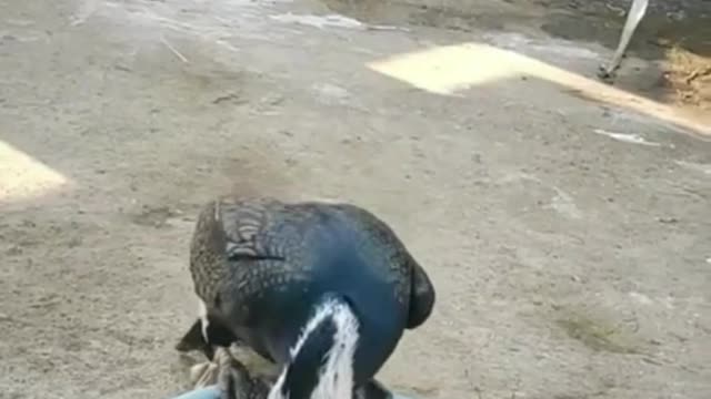 Funny animals.