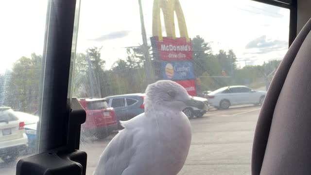 Seagull Going Nuts for MacDonalds's Fries